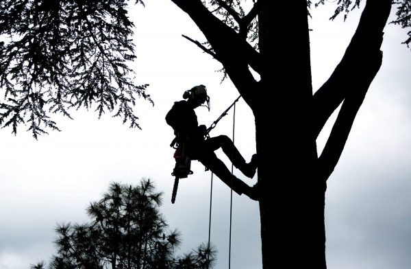 Tree Climbing and Rescue City & Guilds Award Level 2